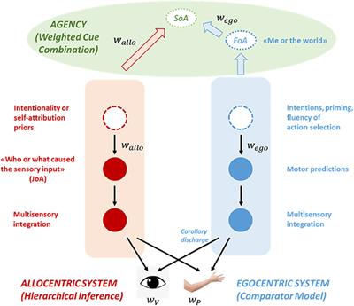 Embodied Predictions, Agency, and Psychosis